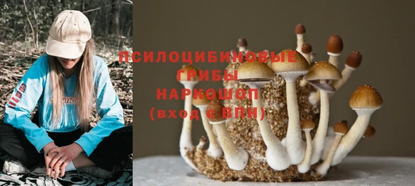 прущие грибы Аркадак